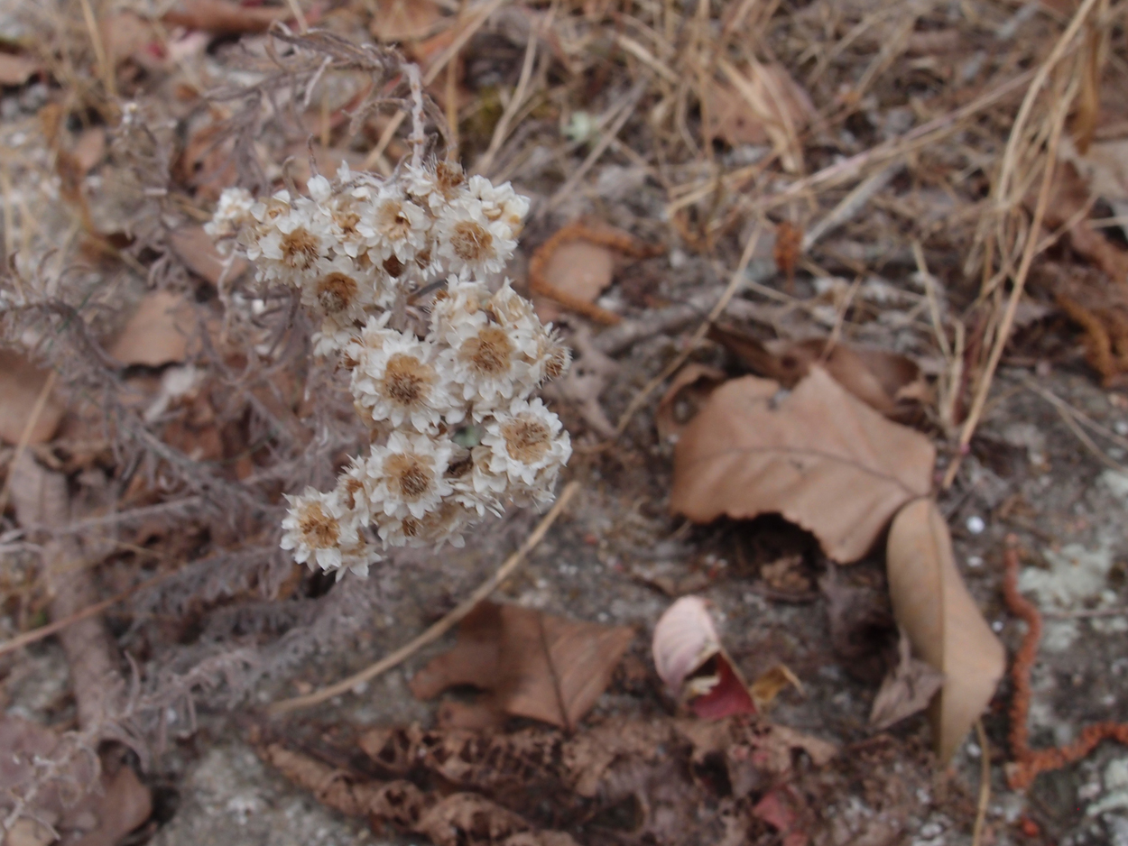 2018-01-16 12 Uhr - Im Shivapuri Nagarjun National Park (Nagi Gumba) (Foto) 